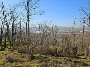 Prodej sadu/vinice, Velké Němčice, 3259 m2