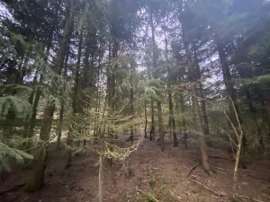 Prodej lesa, Blížejov - Lštění, 6627 m2