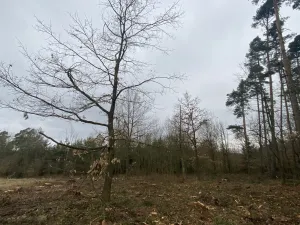 Prodej lesa, Blížejov - Lštění, 6627 m2