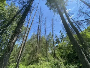 Prodej lesa, Kropáčova Vrutice - Sušno, 15167 m2