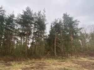 Prodej lesa, Blížejov - Lštění, 4624 m2