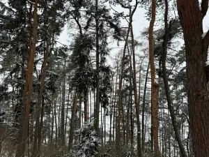 Prodej lesa, Prokopov, 2228 m2