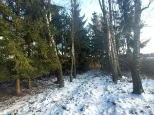 Prodej lesa, Rovná, 2569 m2