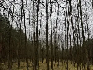 Prodej lesa, Libotenice, 63021 m2