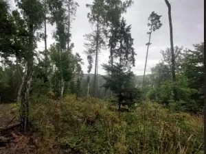 Prodej lesa, Pelhřimov, 14638 m2