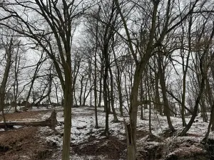 Prodej lesa, Vysoká, 5445 m2