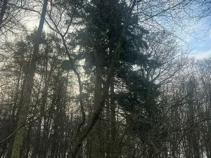 Prodej lesa, Jílové u Prahy, 15458 m2