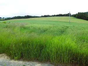 Prodej pozemku pro bydlení, Oskava, 1250 m2