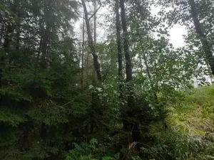 Prodej lesa, Otín, 928 m2