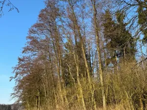 Prodej lesa, Nový Malín, 8466 m2