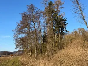 Prodej lesa, Nový Malín, 8466 m2