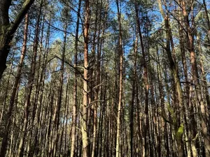Prodej lesa, Týniště nad Orlicí, 6788 m2