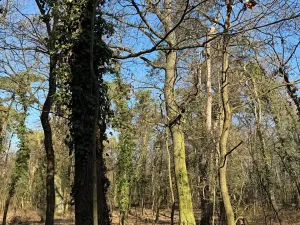 Prodej podílu lesa, Kolín, 877 m2