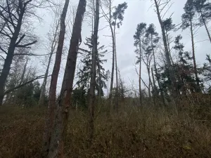 Prodej lesa, Blížejov - Lštění, 4481 m2