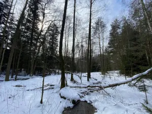 Prodej pozemku, Volfířov - Brandlín, 5958 m2