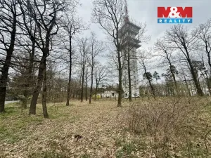 Prodej lesa, Býšť, 3807 m2