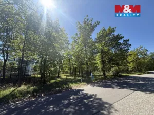 Prodej lesa, Býšť, 3807 m2