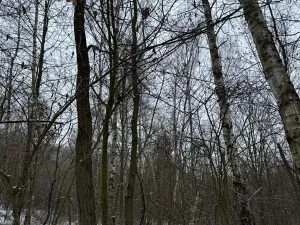 Prodej lesa, Kralupy nad Vltavou, 20392 m2