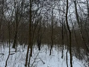 Prodej lesa, Kralupy nad Vltavou, 20392 m2