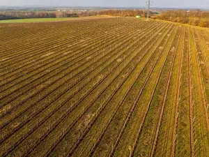 Prodej sadu/vinice, Troskotovice, 243931 m2