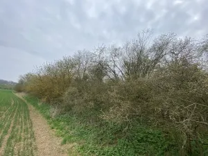 Prodej pozemku, Štětí - Brocno, 273 m2