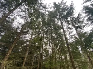 Prodej lesa, Kolinec - Buršice, 5195 m2