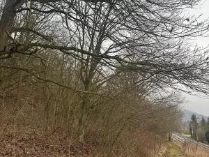 Prodej lesa, Ústí nad Labem, 41840 m2