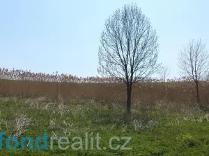 Prodej pole, Chotěbuz, 8787 m2