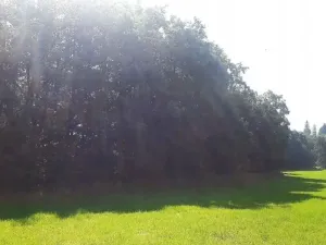 Prodej lesa, Vendryně, 3059 m2