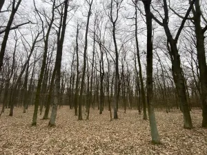 Prodej lesa, Silůvky, 2829 m2