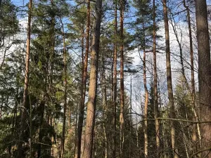 Prodej lesa, Český Dub, 17551 m2