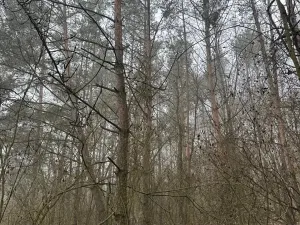 Prodej lesa, Chotiněves, 3854 m2