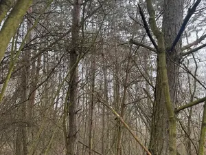 Prodej lesa, Chotiněves, 3854 m2