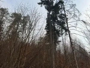 Prodej podílu lesa, Malá Bystřice, 5829 m2