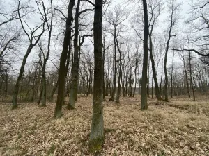 Prodej lesa, Silůvky, 3896 m2