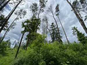 Prodej lesa, Blížejov - Lštění, 4481 m2