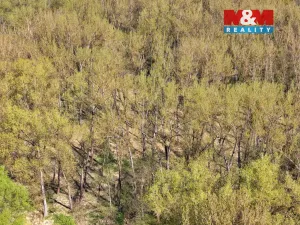 Prodej lesa, Přerov nad Labem, 70048 m2