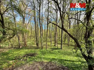 Prodej lesa, Přerov nad Labem, 70048 m2