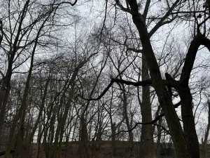 Prodej podílu lesa, Pertoltice, 4226 m2