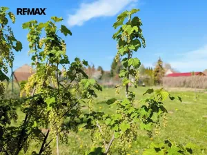 Prodej zahrady, Tuněchody, 1715 m2