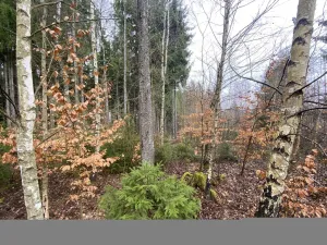 Prodej lesa, Kolinec - Buršice, 3423 m2
