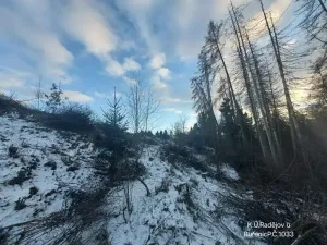 Prodej lesa, Buřenice, 9049 m2