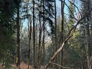 Prodej lesa, Liberec, 14111 m2