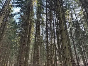 Prodej lesa, Liberec, 14111 m2