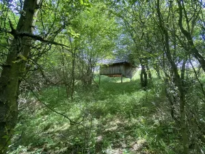 Prodej lesa, Šarovy, 11619 m2