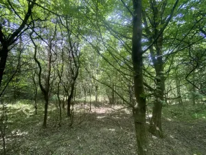 Prodej lesa, Šarovy, 11619 m2