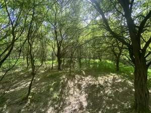 Prodej lesa, Šarovy, 11619 m2
