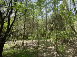 Prodej lesa, Šarovy, 11619 m2