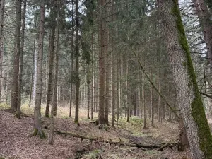 Prodej lesa, Žimutice, 2720 m2