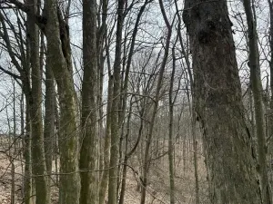 Prodej podílu lesa, Maletín, 10553 m2